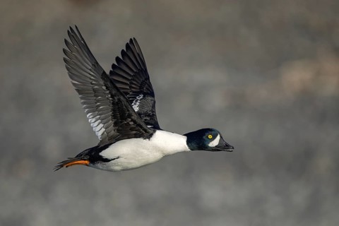 Barrow's Goldeneye (Bucephala islandica) male flying, Alaska, USA
