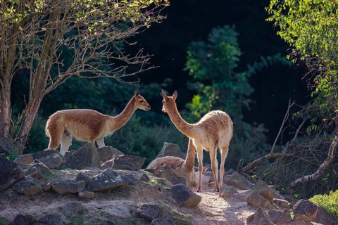 Three vicunas (Lama vicugna) stand on rocky terrain under a tree in a backlit scene