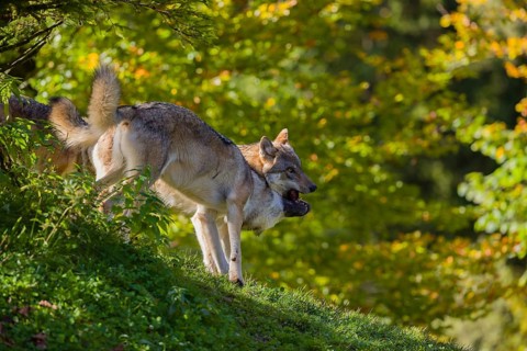 Two eurasian gray wolves (Canis lupus lupus) stand on a hill, show some social behaviour. A forest