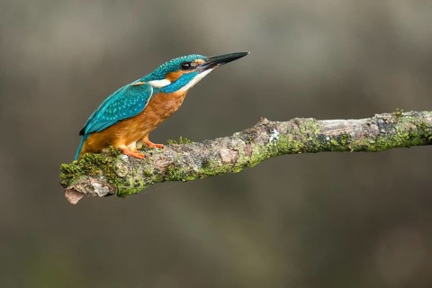Common Kingfisher (Alcedo atthis) male perched on a branch, Lower Saxony, Germany