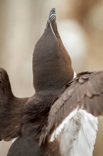 Razorbill (Alca torda), Farne Islands, United Kingdom