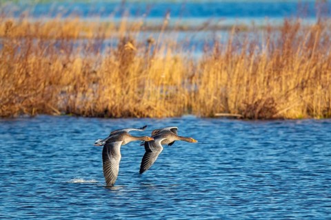 Pair of greylag geese flying together, in the Großen Rosin Moor nature reserve,