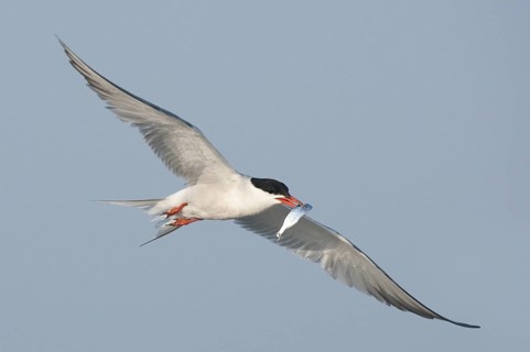 Common Tern (Sterna hirundo) flying, New York, USA