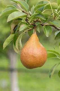 Pear (Pyrus communis 'Durondeau de Tongre'), Bundessorteamt, Germany