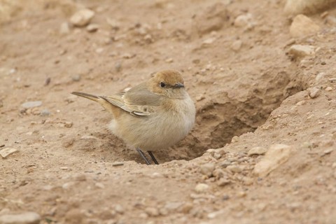 Red-rumped Wheatear (Oenanthe moesta) female, Morocco