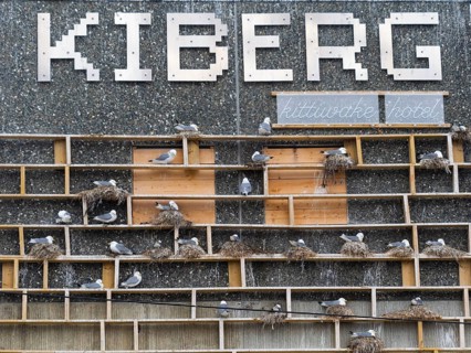 Black-legged kittiwake (Rissa tridactyla), breeding birds using wooden nesting construction,