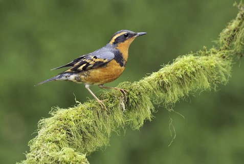 Varied Thrush (Ixoreus naevius), British Columbia, Canada