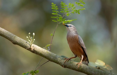 Chestnut-tailed starling (Sturnia malabarica), Sreepur, Gazipur, Bangladesh