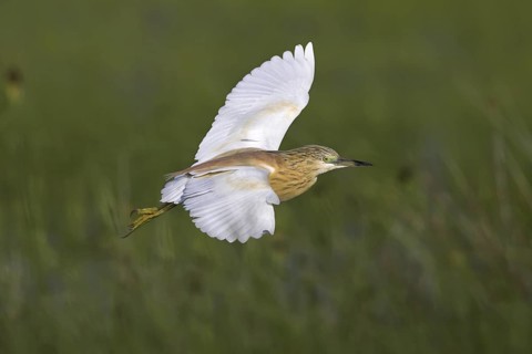 Squacco Heron (Ardeola ralloides), Lesvos, Greece