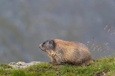 One youngAlpine Marmot, Marmota marmota resting on a rocky rim. A mountain wall in the distant