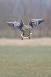 Taiga Bean Goose (Anser fabalis) flying, North Rhine-Westphalia, Germany