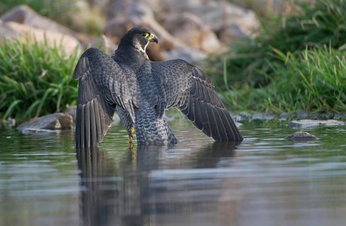 Peregrine Falcon (Falco peregrinus) female bathing, Saxony, Germany