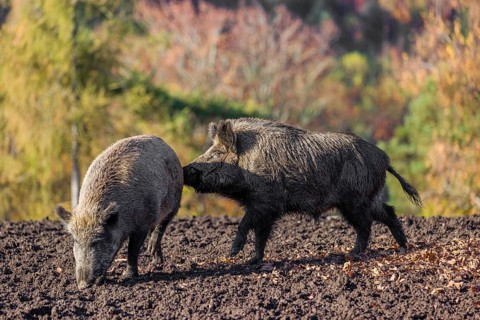 A male wild boar (Sus scrofa) checks the readiness of a female to mate