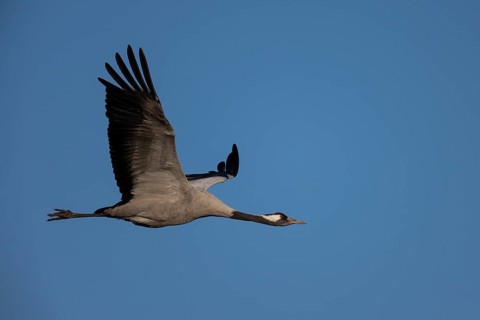 Crane (Grus grus), Sweden