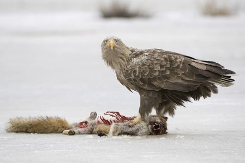 White-tailed Eagle (Haliaeetus albicilla), Flatanger, Norway