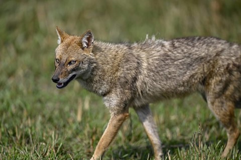Indian jackal (Canis aureus indicus), Corbett National Park, near Ramnagar, Uttarakhand State,