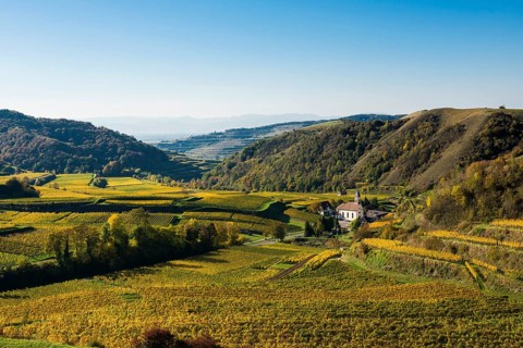Hilly landscape and vineyards in autumn, near Vogtsburg, Kaiserstuhl, Baden-Württemberg, Germany