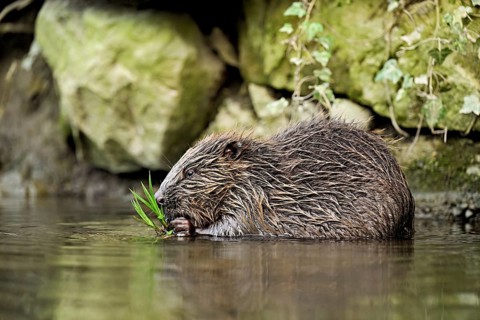 Eurasian beaver, European beaver (Castor fibre), eating grass in the water, Switzerland