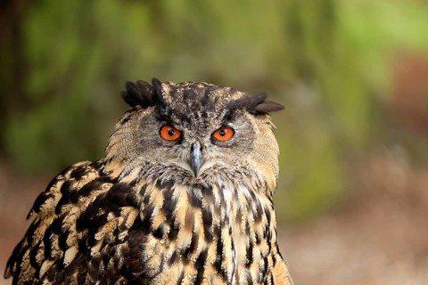 Eurasian Eagle-owl (Bubo bubo), adult, portrait, alert, Rhineland-Palatinate, Germany