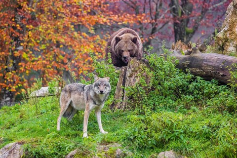 An eurasian gray wolf (Canis lupus lupus) meets an european brown bear (Ursus arctos arctos)