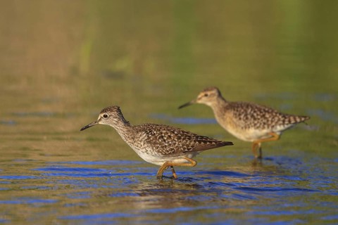 Wood Sandpiper (Tringa glareola), Greece