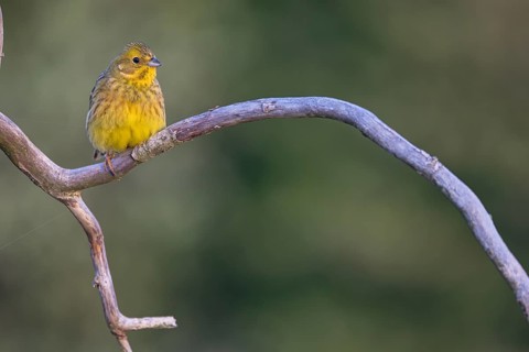 Yellowhammer (Emberiza citrinella) Bruant jaune, Escribano Cerillo, Ast, branch, Ormoz area, Ormoz,
