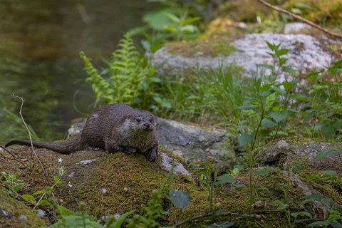 One Eurasian otter (Lutra lutra), resting on a mossy rock. Green water reflections in the