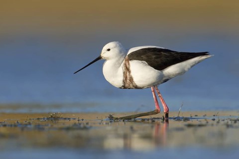 Banded Stilt (Cladorhynchus leucocephalus), Victoria, Australia