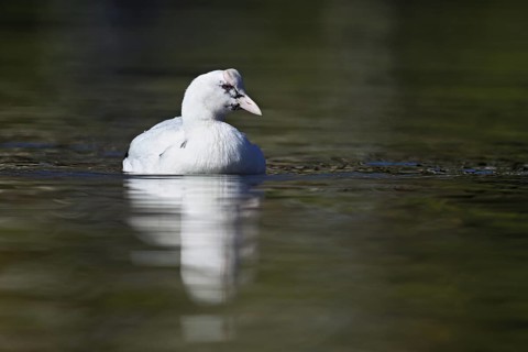 Eurasian Coot (Fulica atra), leucistic, partly albino, swimming, Lake Zug, Switzerland