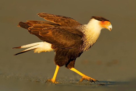 Caracara, sitting on sand beach, Corcovado NP, Costa Rica. Southern Caracara plancus, in morning