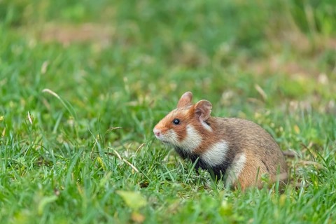 One European hamster (Cricetus cricetus), Eurasian hamster, black-bellied hamster or common