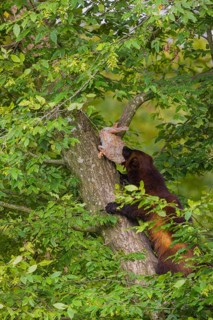 A wolverine, (Gulo gulo), climbs up a tree carrying a dead rabbit