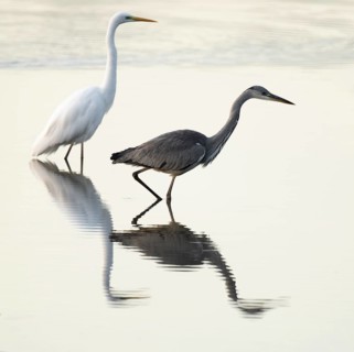 Grey heron (Ardea cinerea) foraging in the shallow water zone of a lake, egret in the background,