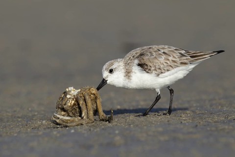 Sanderling (Calidris alba), Florida, USA
