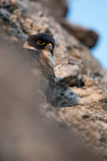 Bat Falcon (Falco rufigularis petoensis) perched on a rock, Peten Yaxha, Guatemala