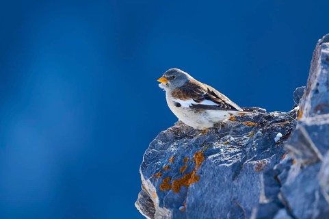 Snowfinch (Montifringilla nivalis), a bird sitting on a rock and looking into the distance, Gemmi