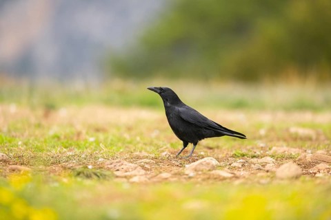 Common raven (Corvus corax) on a meadow in autumn, Pyrenees, Catalonia, Spain
