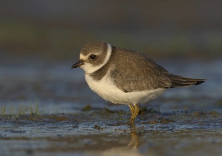 Semipalmated Plover (Charadrius semipalmatus) juvenile, Ohio, USA