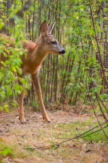 A roe deer fawn (Capreolus capreolus) stands in a nettle thicket