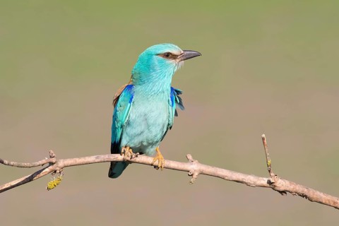 European Roller (Coracias garrulus) perched on a branch, Puszta, Hungary
