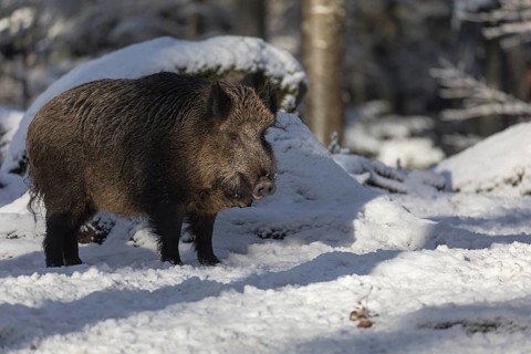 Wild boar or wild pig (Sus scrofa), walking through snow covered forest