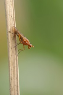 Horn fly (Tetanocera spec.), North Rhine-Westphalia, Germany