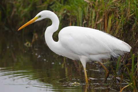 Great Egret (Ardea alba), Netherlands