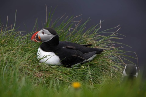 Atlantic Puffin, Common Puffin. Fratercula arctica, at the cliffs of Latrabjarg, Iceland