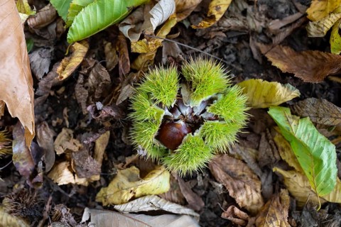 Fruits of the sweet chestnut (Castanea sativa) lying on the forest floor in a spiky fruit cup,