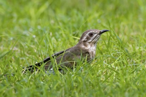 Horsfield's Bronze Cuckoo (Chrysococcyx basalis), Northern Territory, Australia