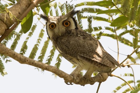 Northern White-faced Owl (Ptilopsis leucotis), Gambia