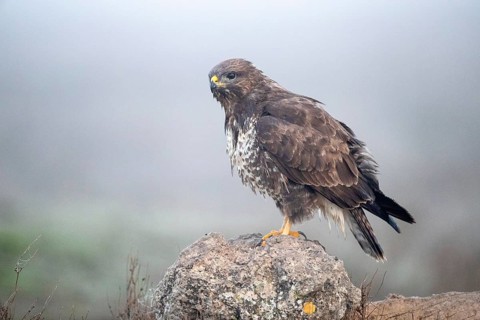 Common Buzzard (Buteo buteo) perched on a rock, Castile-La Mancha, Spain