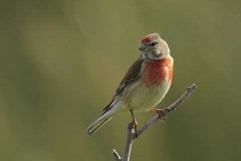 Common Linnet (Linaria cannabina) male, Schleswig-Holstein, Germany