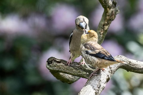 Hawfinch (Coccothraustes coccothraustes), feeding juveniles, Emsland, Lower Saxony, Germany
